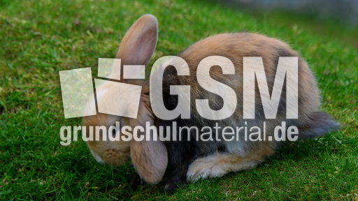 Widderkaninchen (06).jpg